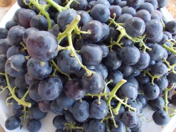 Grapes